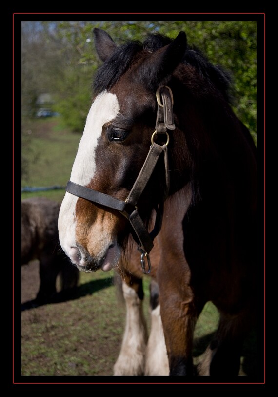 IMG_1701 EOS-1D Mark III
